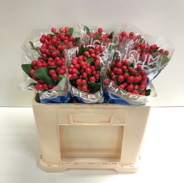 Hypericum coco tango.jpg